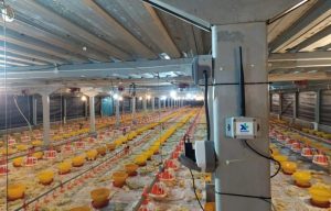 XL Axiata – Sierad Produce Sukses Terapkan XL Smart Poultry