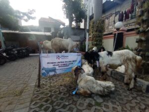 Yayasan Erajaya Peduli Bangsa Distribusikan Hewan Qurban